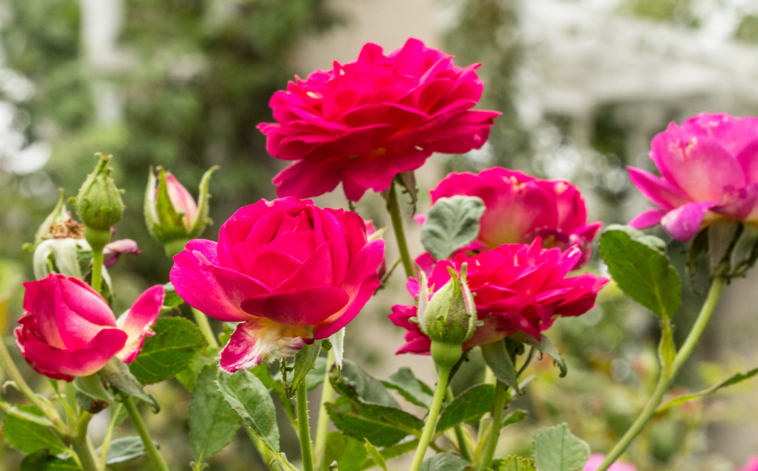 15 Types of Roses for Your Garden