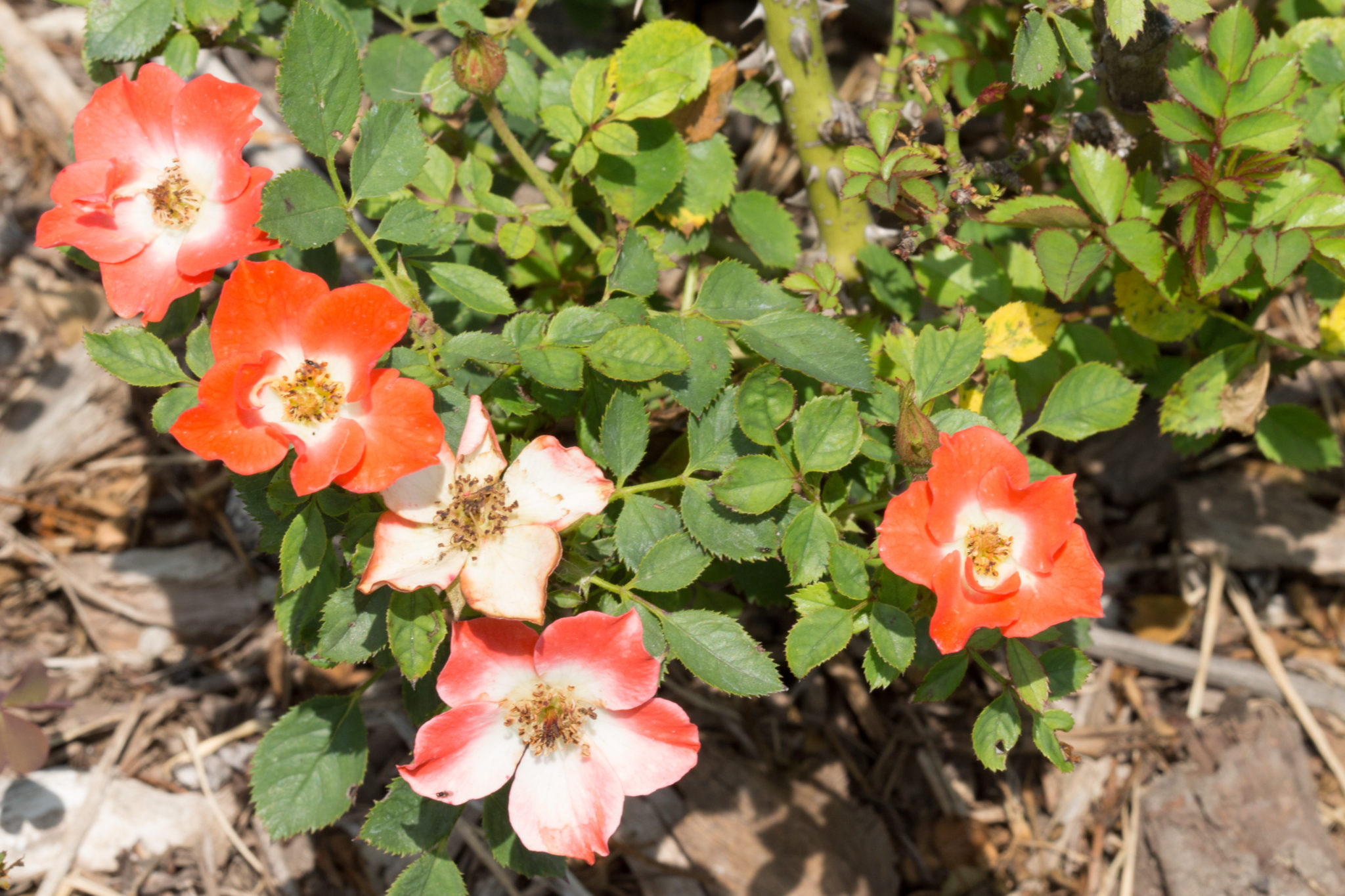 GardenZeus for Miniature Rose Varieties in