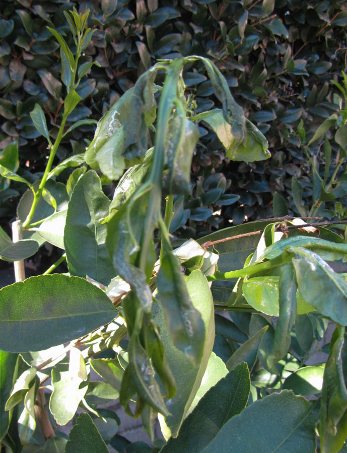 Why Are Leaves Curling On My Orange And Lemon Trees Why Are Leaves Curling On My Orange And Lemon Trees
