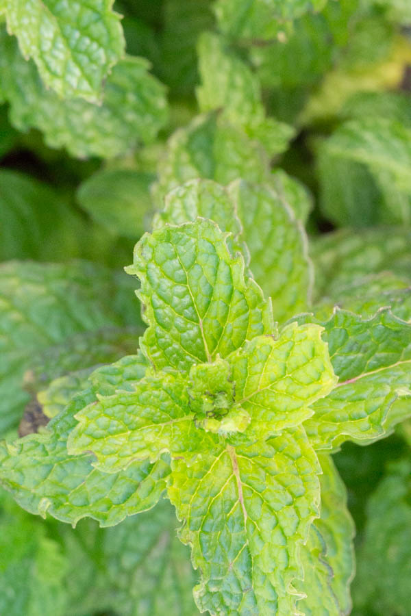Growing Mint What to Think About Before Planting