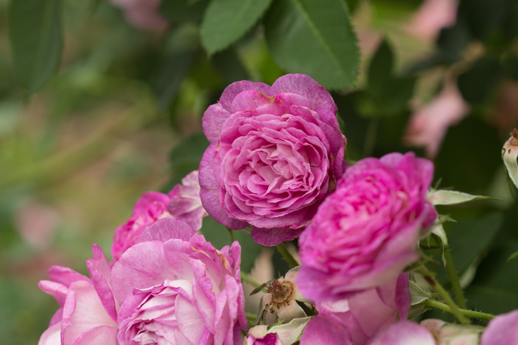 GardenZeus for Climbing Rose Varieties in California