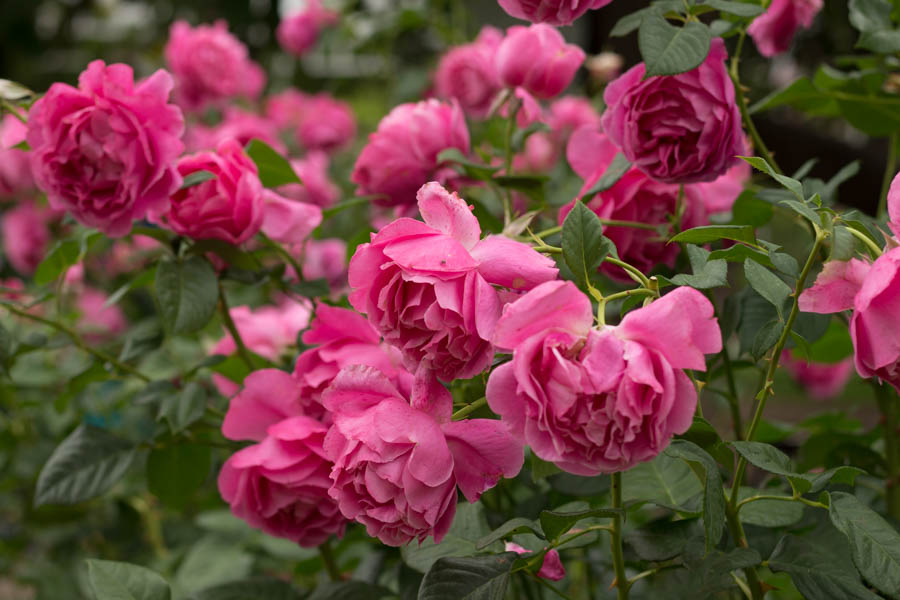 Purchasing Roses in Containers: 4 Tips