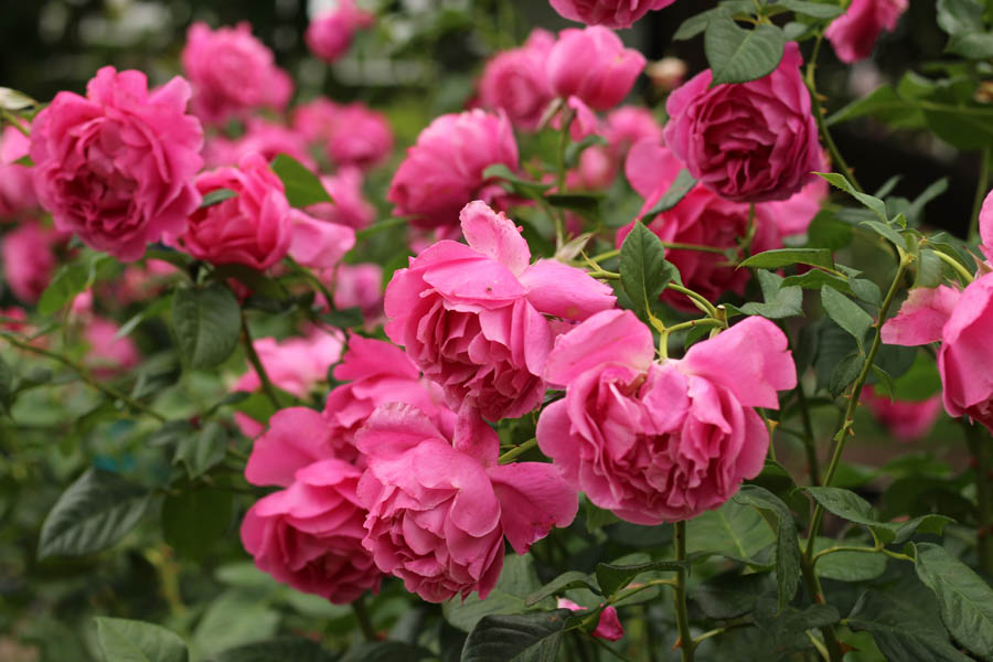 GardenZeus Quick Tips: Purchasing Roses