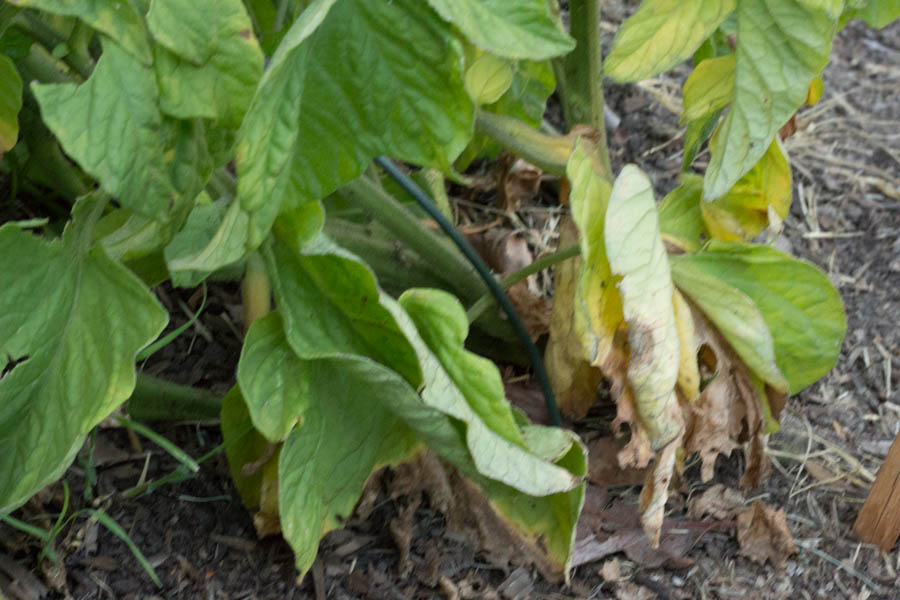 Yellow Leaves on Tomato Plants: A GardenZeus Guide, Part 1 of 3