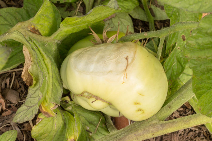 GardenZeus Solutions to Common Abiotic Problems with
