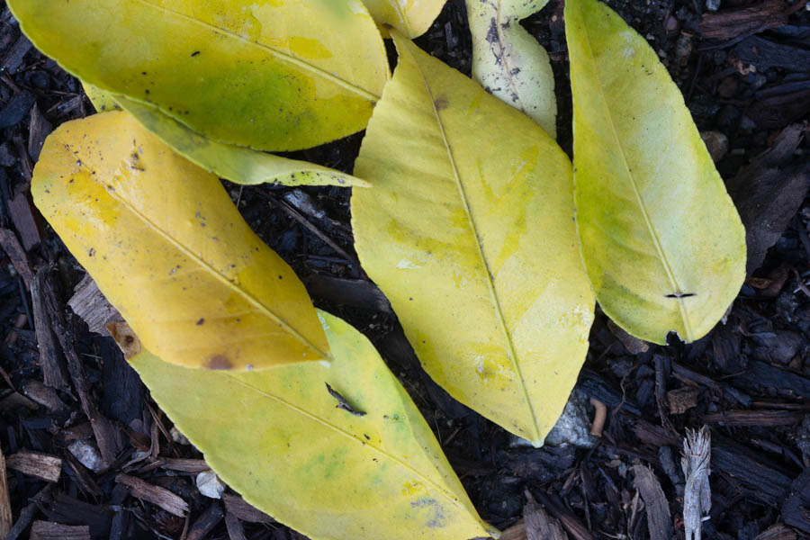 Why are the Leaves on Your Lemon Tree Turning Yellow?