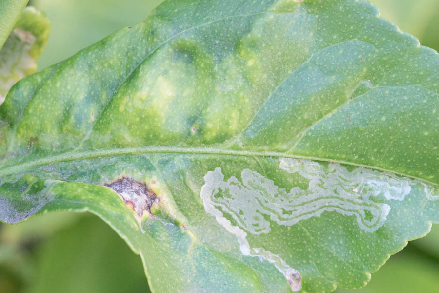 Citrus Leafminer: Serious Pest or Aesthetic Irritation?