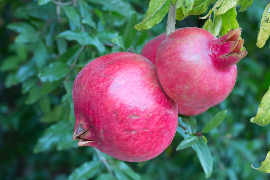 When Are My Pomegranates Ripe?: Harvest Tips for Home-Grown Pomegranates