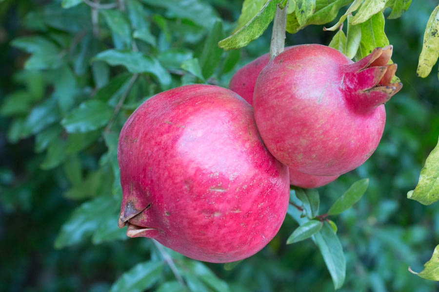 Ripe pomegranate seeds aren't always red, Home and Garden