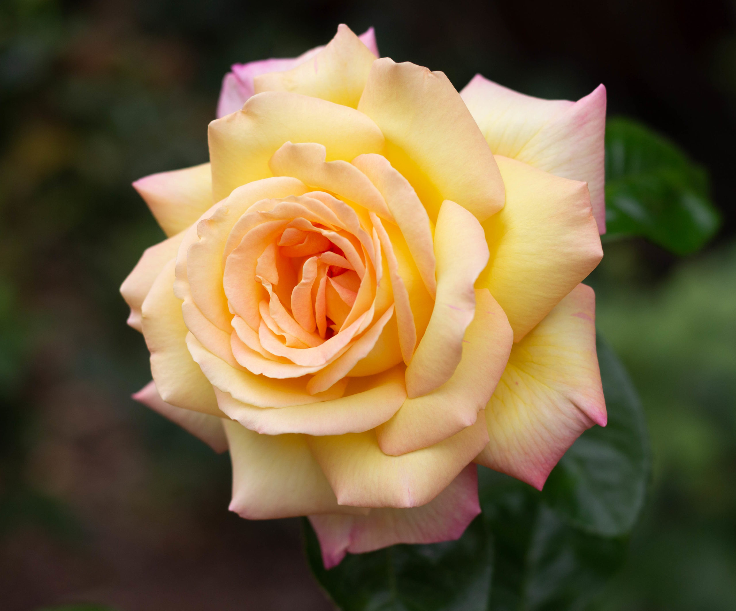 GardenZeus Recommendations for Hybrid Tea and Grandiflora Rose Varieties in California Zone 15