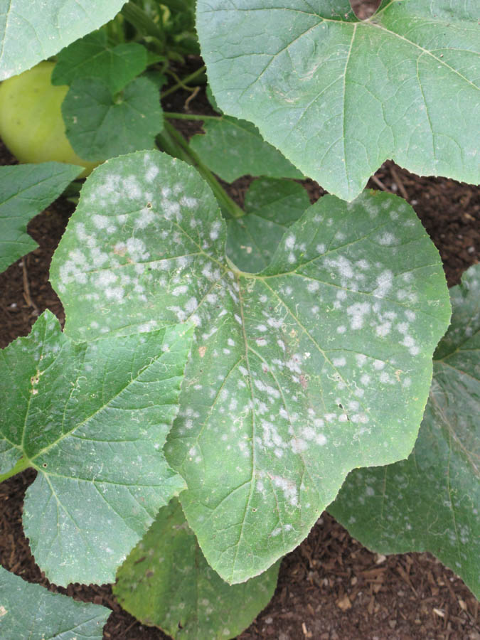 Mildews on Cucurbits: Identifying, Preventing and Treating