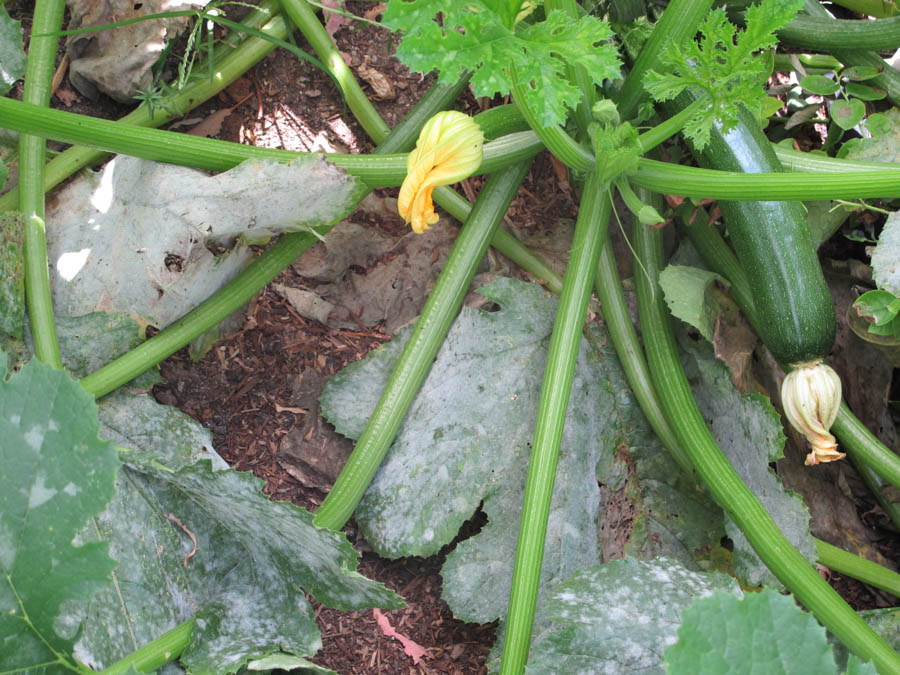Mildew: A Common Problem With Zucchini Plants
