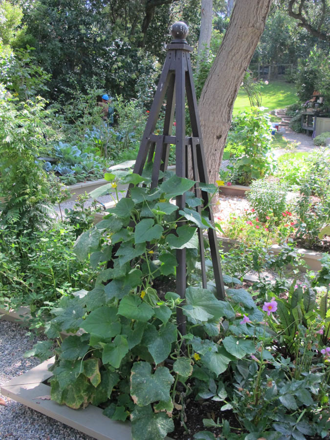 Encouraging Cucumber Pollination Through Companion Planting