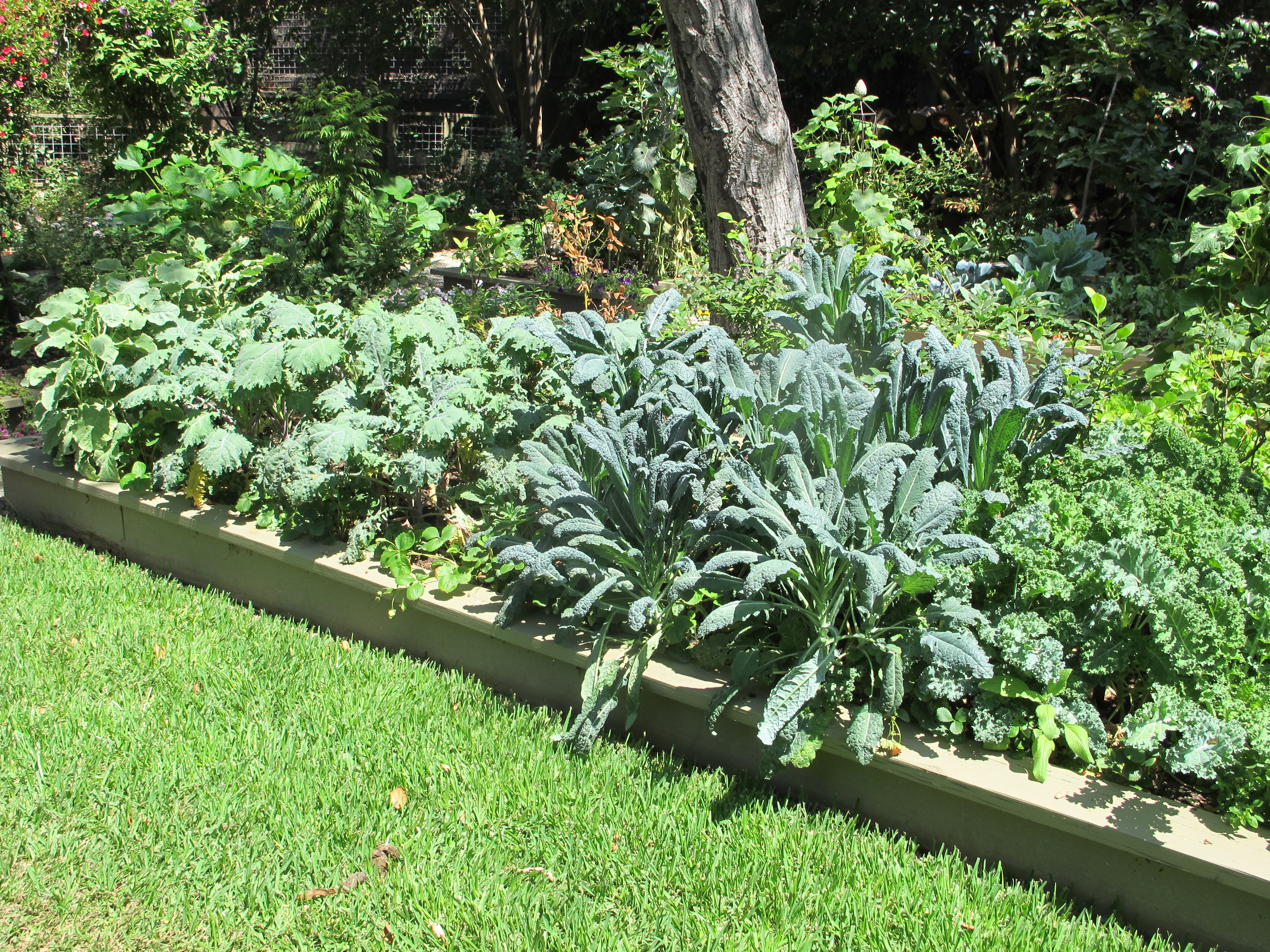 Garden Oatmeal: an Overabundance of Kale and Chard