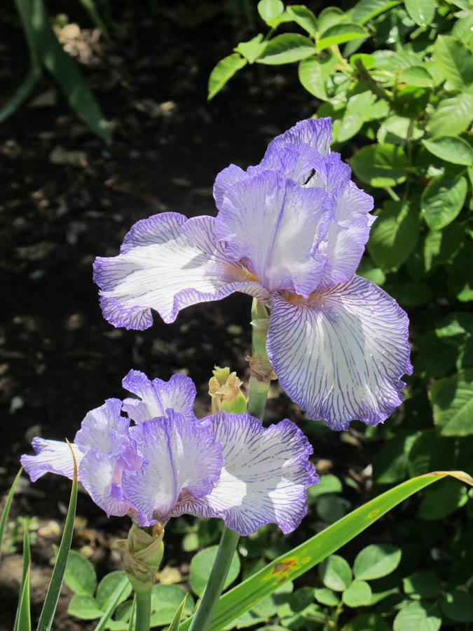 Bearded Iris: Cultural Requirements