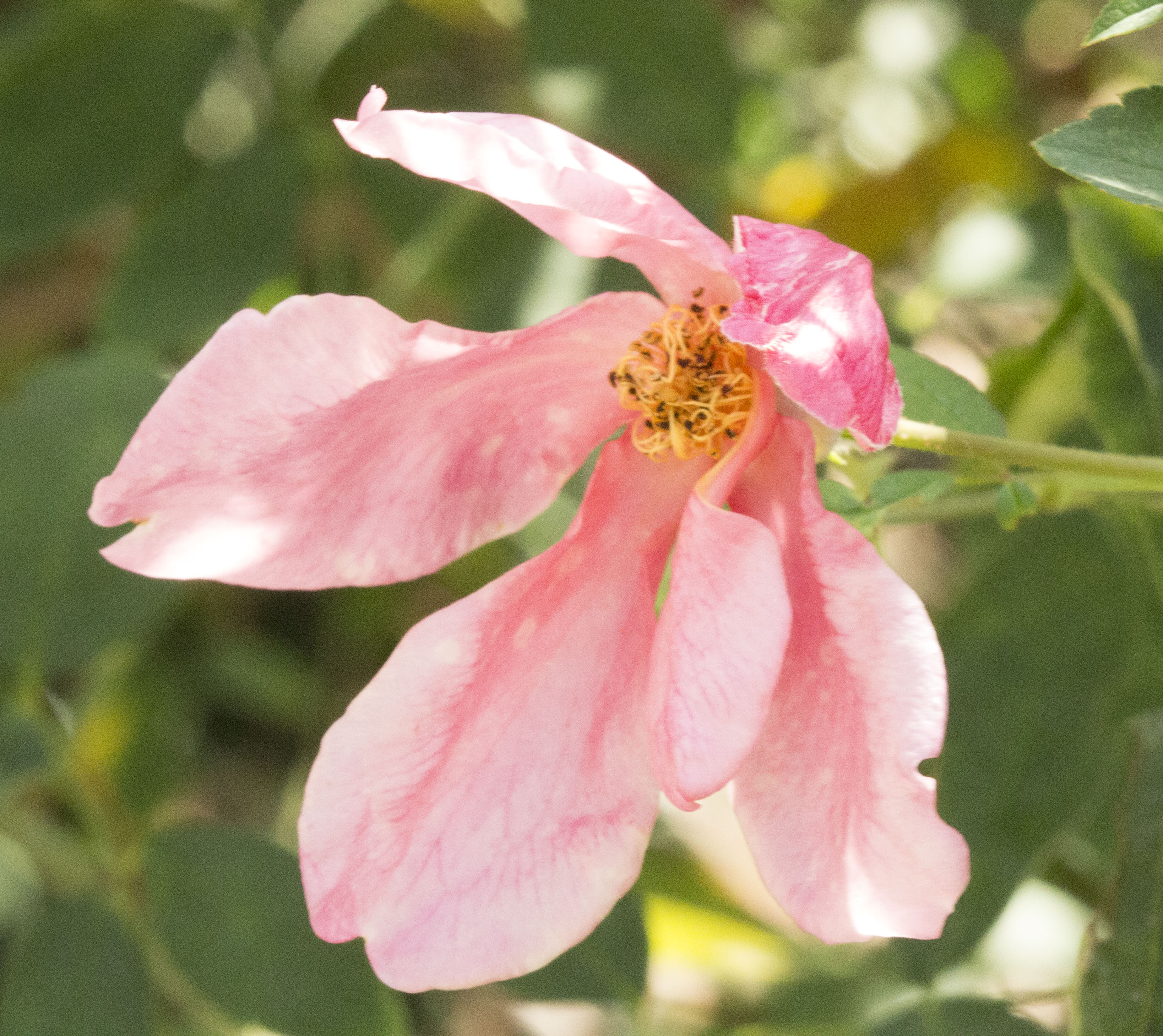 GardenZeus Recommendations for Old Garden Rose Varieties in California Zone 14