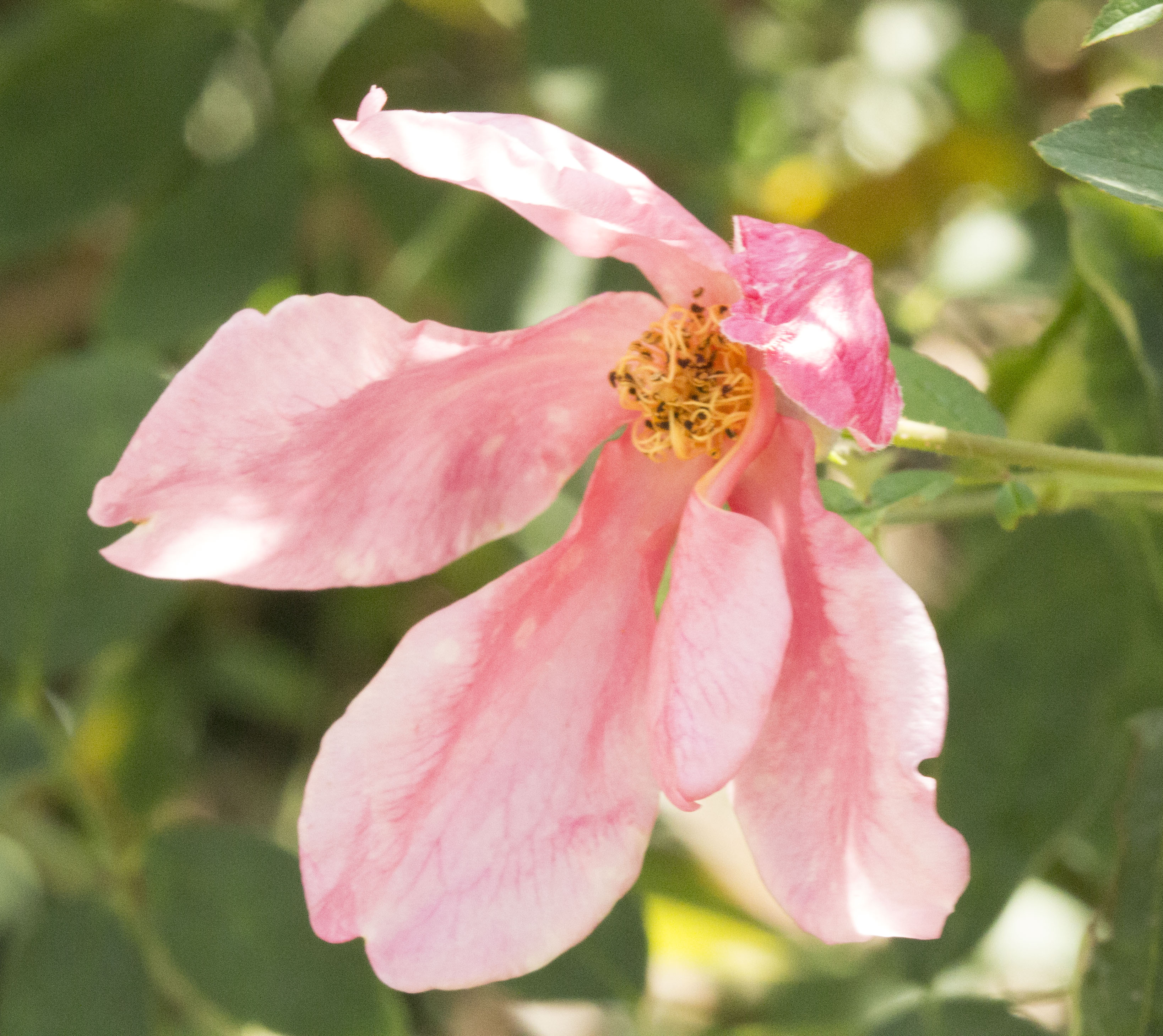 GardenZeus Recommendations for Old Garden Rose Varieties in California Zone 12