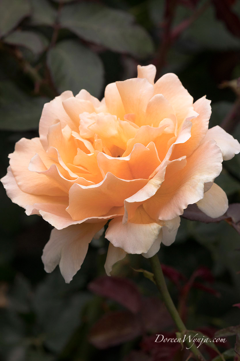 Growing Hybrid Tea Roses for Cutting – Fafard