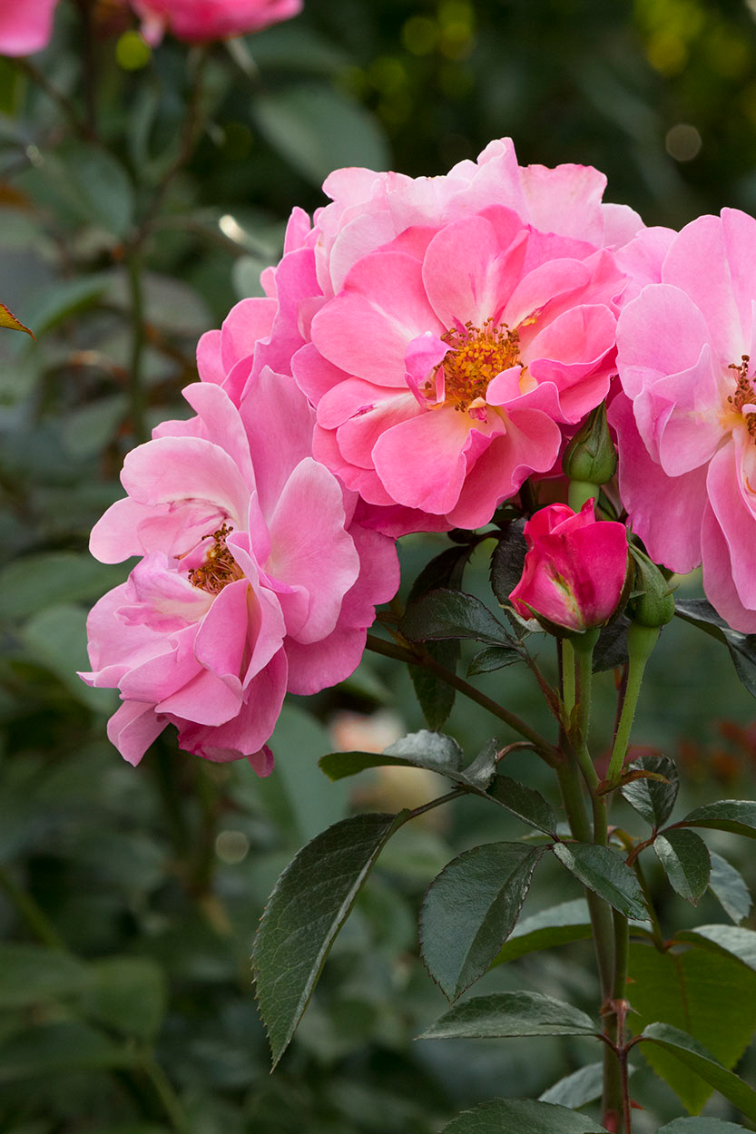 French Lace Floribunda Rose