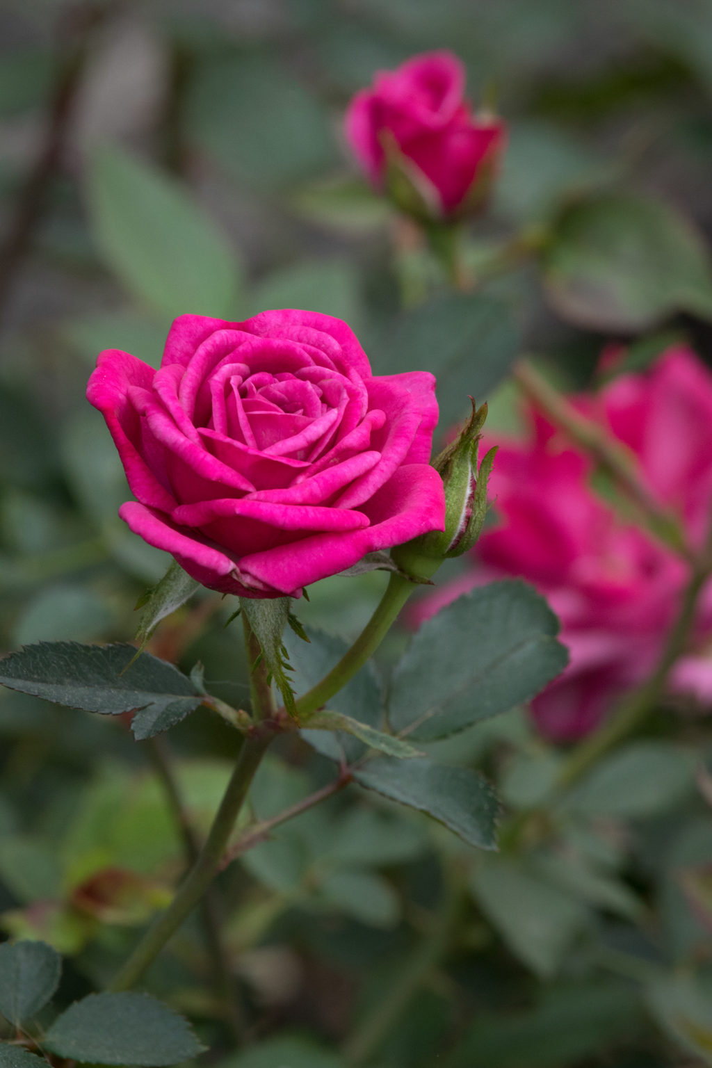 GardenZeus Recommendations for Miniature Rose Varieties in California ...