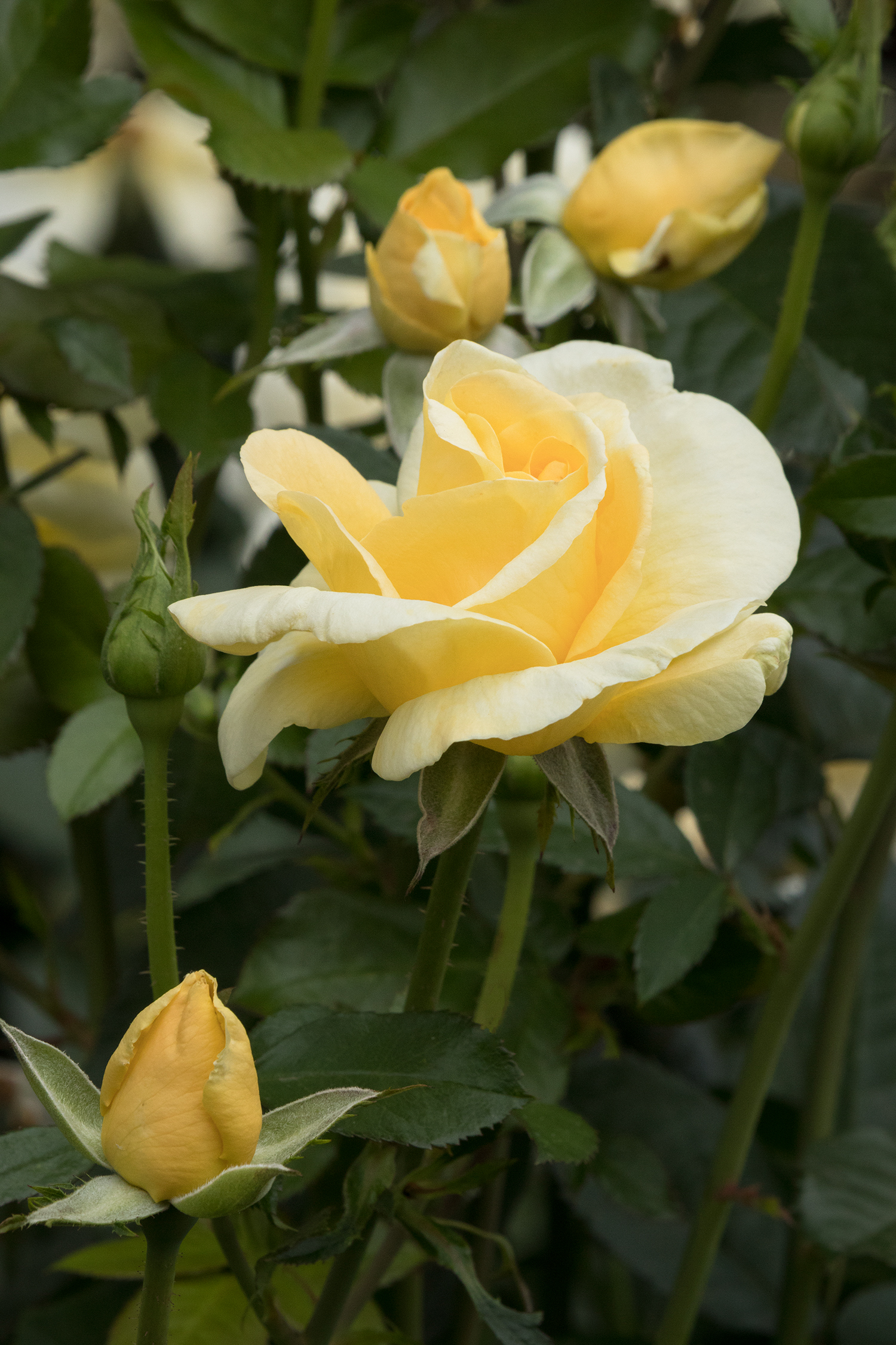 Difference Between Hybrid Tea and Floribunda Roses 