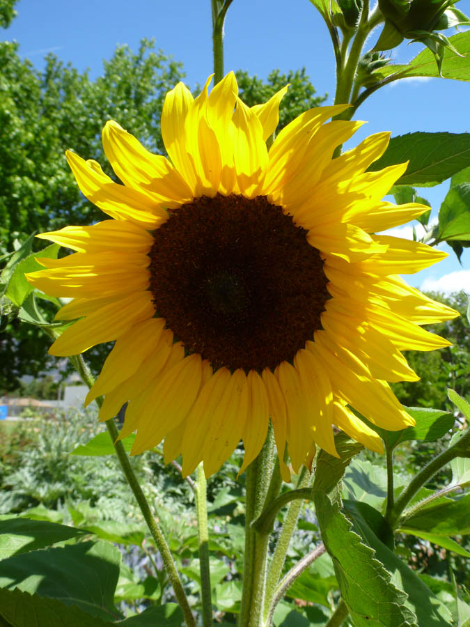 Watering Sunflowers for Maximum Seed Production