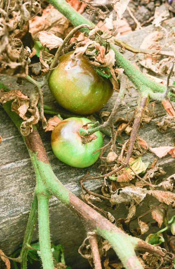 Yellow Leaves on Tomato Plants: A GardenZeus Guide, Part 3 of 3