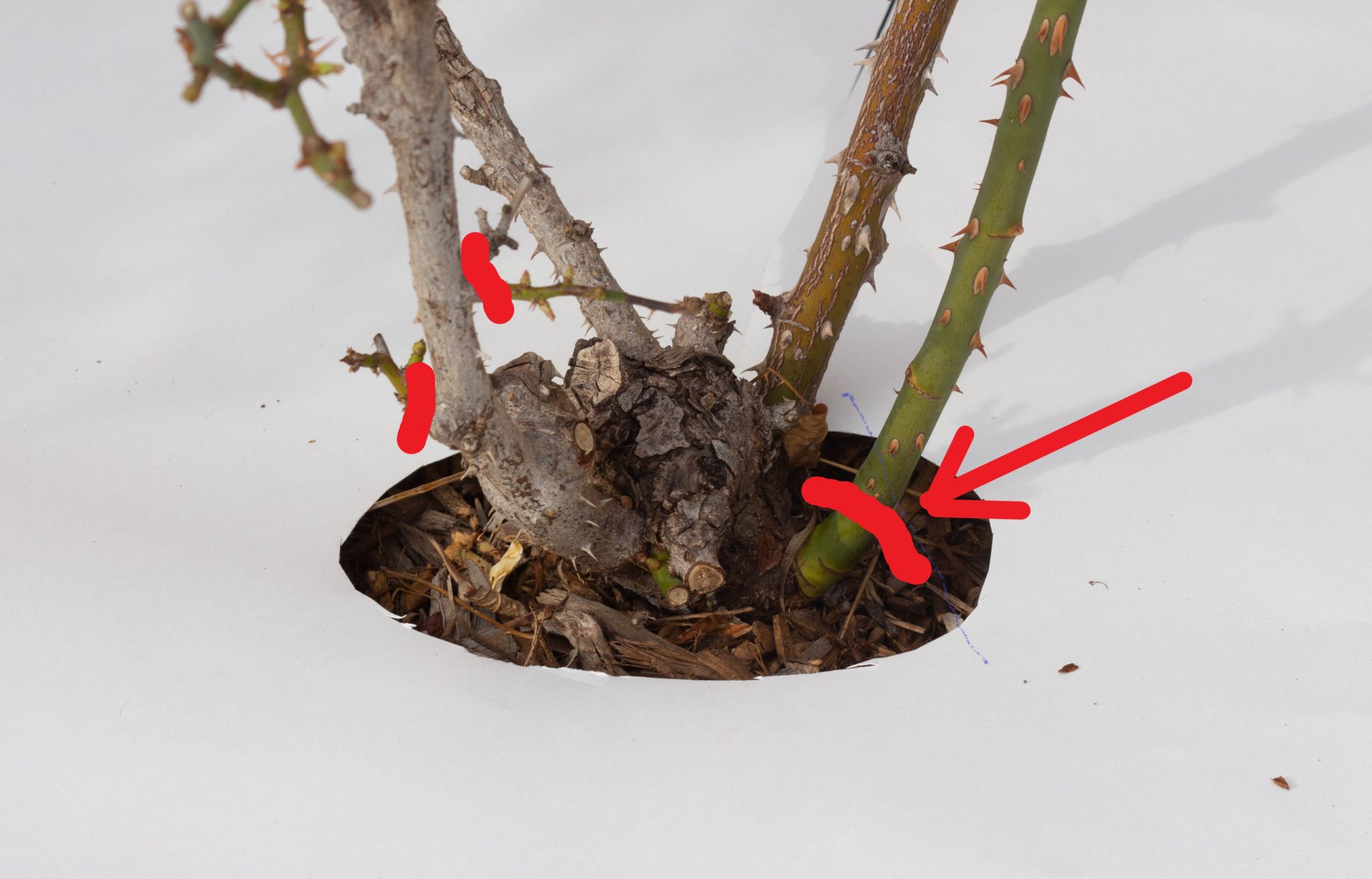 Rose Pruning for Structure An Illustrated Guide