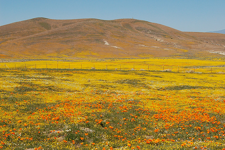 CA Zone 10: High Desert