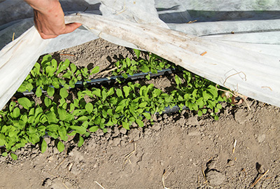 Floating row covers over arugula