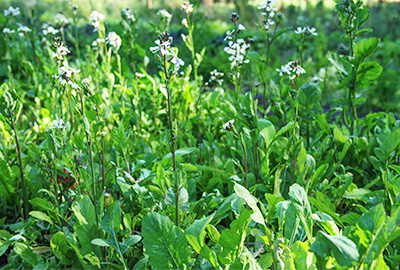 Arugula flowering