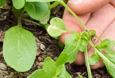 Arugula after harvesting