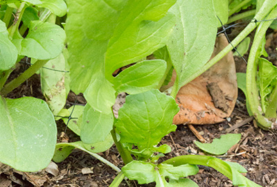 Arugula ready for harvest