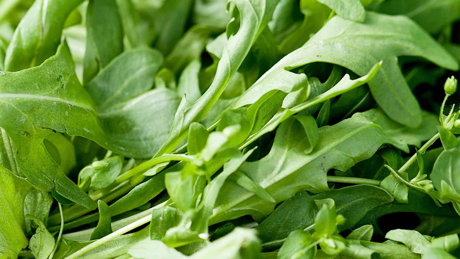 Choosing Arugula Varieties for the Mediterranean Garden