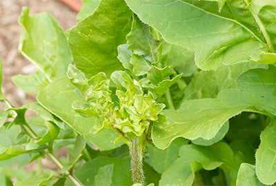 Arugula ready to bolt