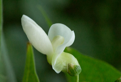 Bean blossom