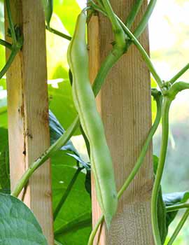 Harvesting bean