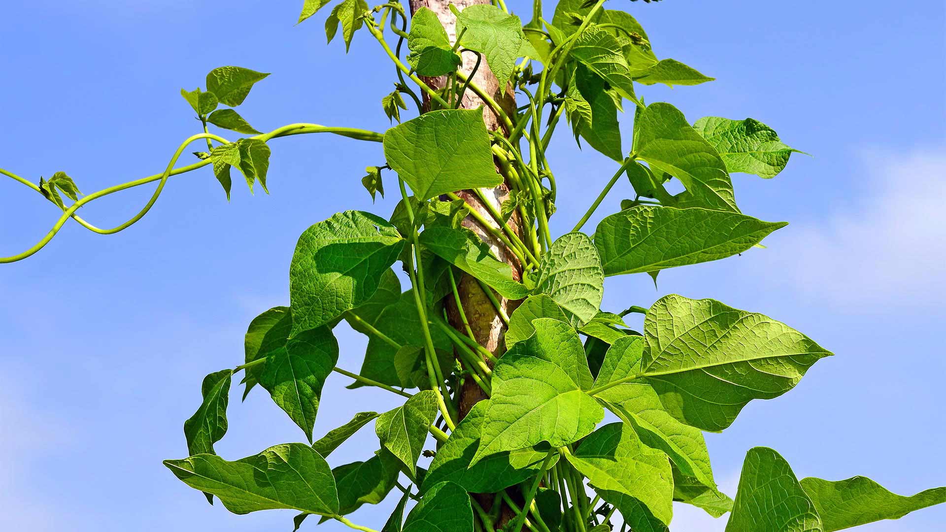 Pole Beans: Tips to Maximize Your Harvest