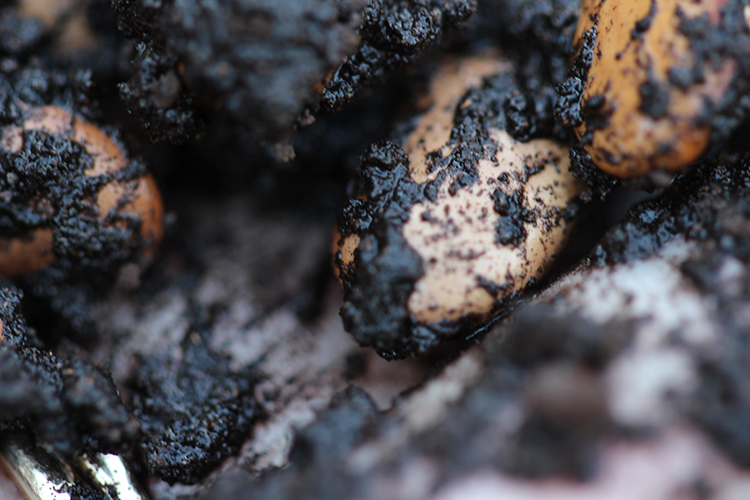 Close up of inoculated bean seeds