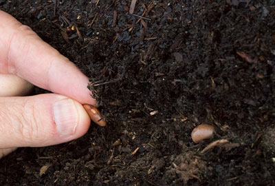 Plant bean seeds about 1 inch deep