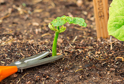 These beans have been thinned to final spacing by keeping the strongest plants and removing the weakest