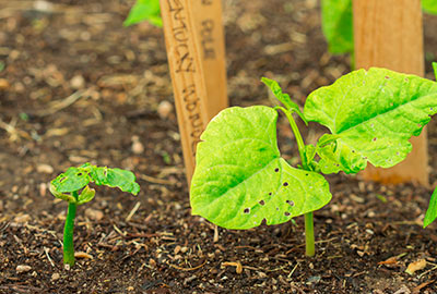 These beans have been thinned to final spacing by keeping the strongest plants and removing the weakest