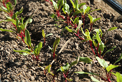 “Beets