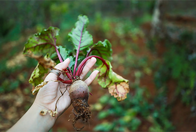 Freshly harvested beet