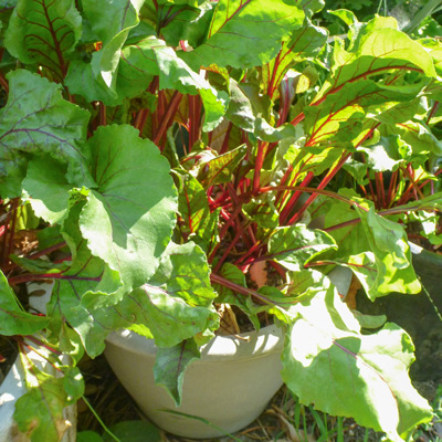 Beets in container