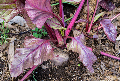 Mature beet ready for harvest