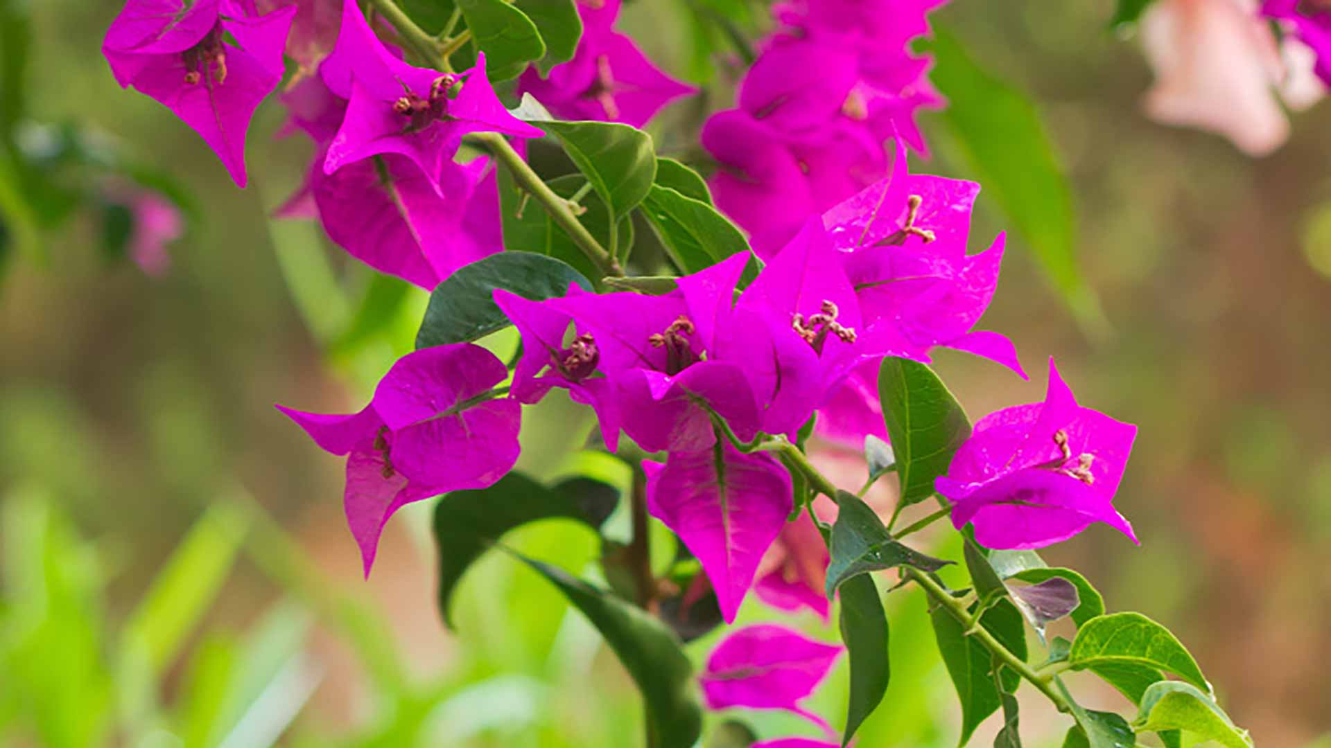 Bougainvillea