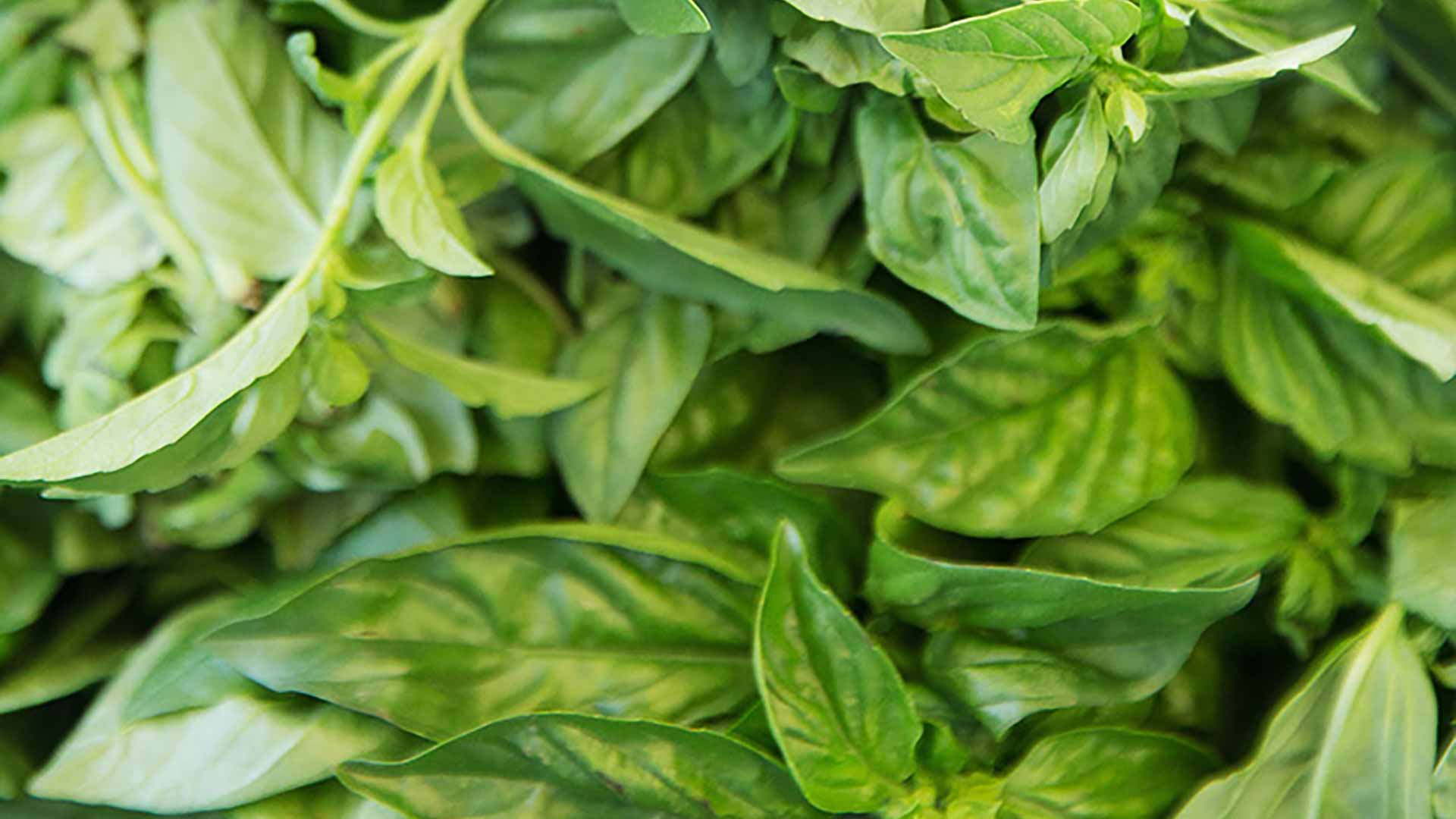 Basil