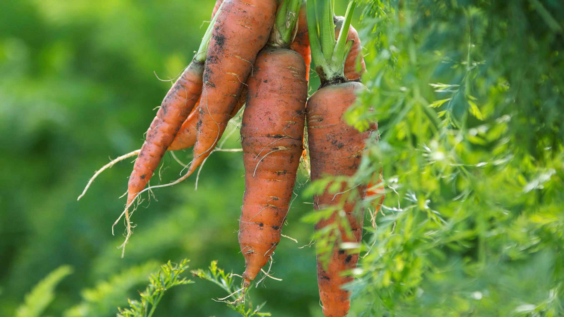 Carrot, General