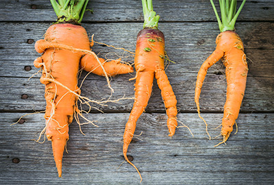 Three carrots, misshapen roots
